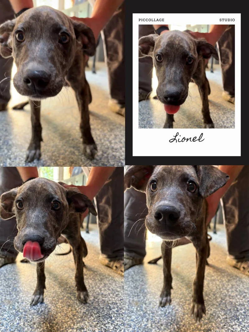 A young large-sized male Brindle Catahoula Leopard Dog dog named Lionel for adoption in Waldwick, NJ