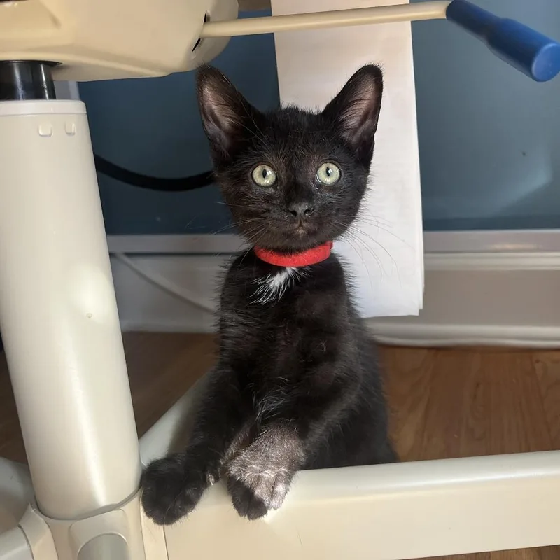 A baby small-sized male Black Domestic Short Hair cat named Rainstorm for adoption in Evanston, IL