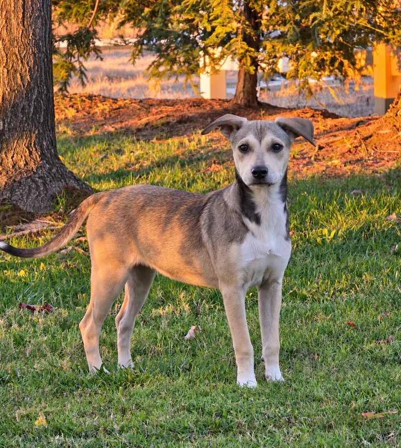 A baby small-sized female Chihuahua dog named Morticia for adoption in Lodi, CA