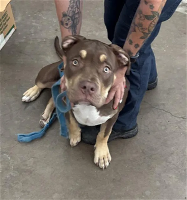 A young medium-sized female Mixed Breed dog named Sage for adoption in Dallas, TX