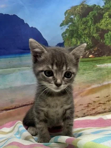 A baby small-sized male Domestic Short Hair cat named Philodendron for adoption in San Antonio, TX