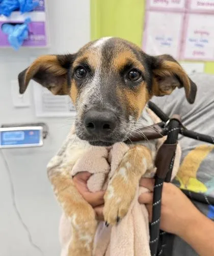 A baby medium-sized male Hound dog named Koda P for adoption in Daytona Beach, FL