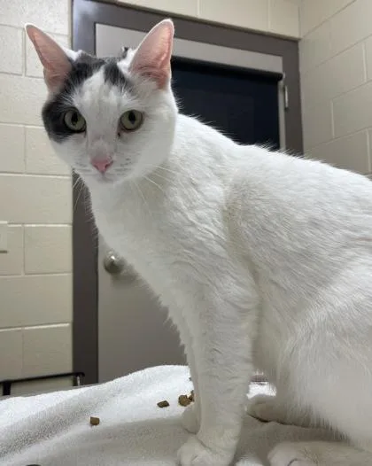 A baby small-sized male Domestic Short Hair cat named Bizzy for adoption in Westland, MI