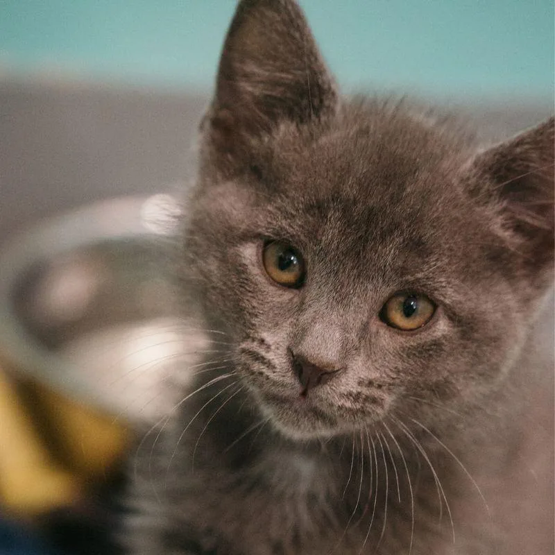 A baby medium-sized male Domestic Short Hair cat named Sunny for adoption in Jackson, WY