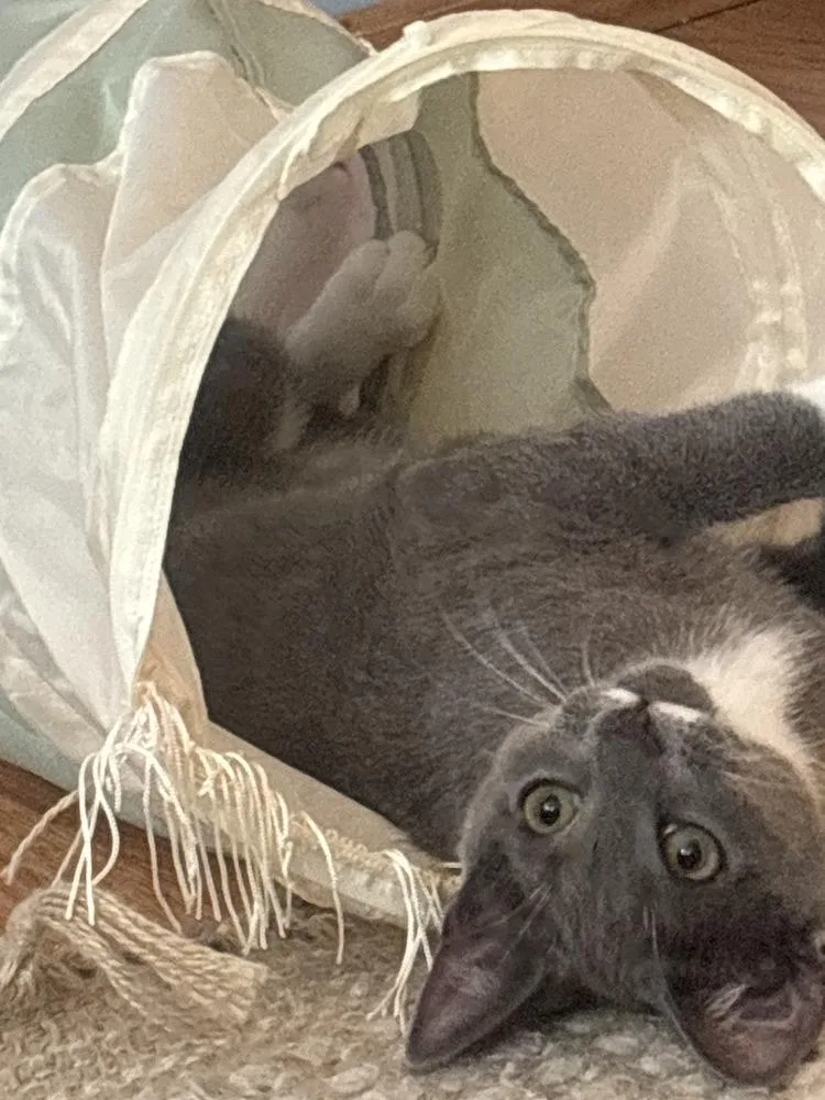 Twinkle W Chimi thumbnail 3