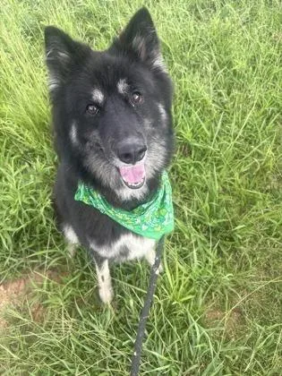 A senior large-sized female Mixed Breed dog named Kynzye for adoption in Chamblee, GA