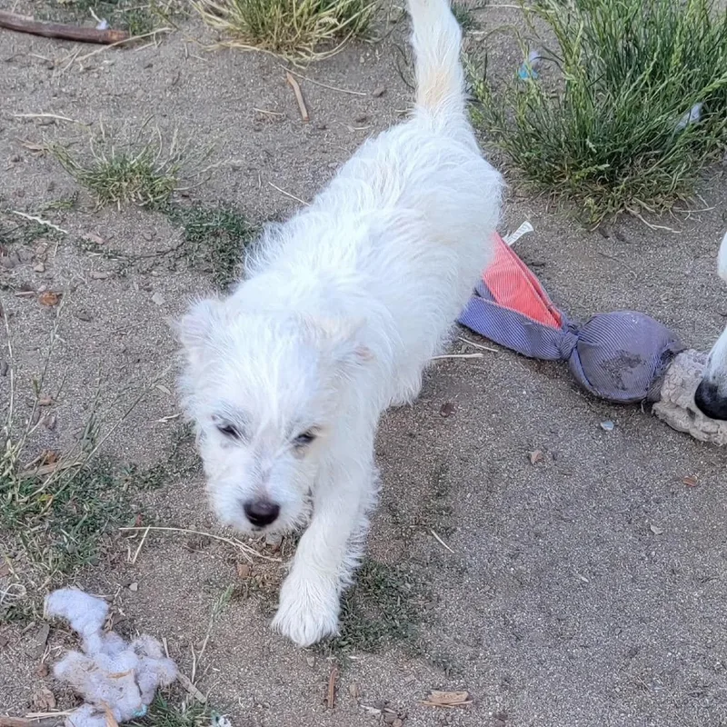 A baby small-sized male White / Cream Terrier dog named Cookie for adoption in Spokane, WA