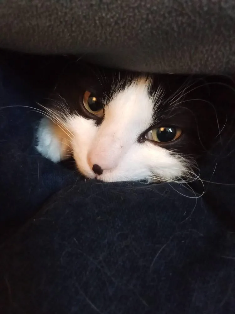 A baby small-sized male Black & White / Tuxedo Domestic Short Hair cat named Maths: Fibonacci Part Of for adoption in Warren, CT