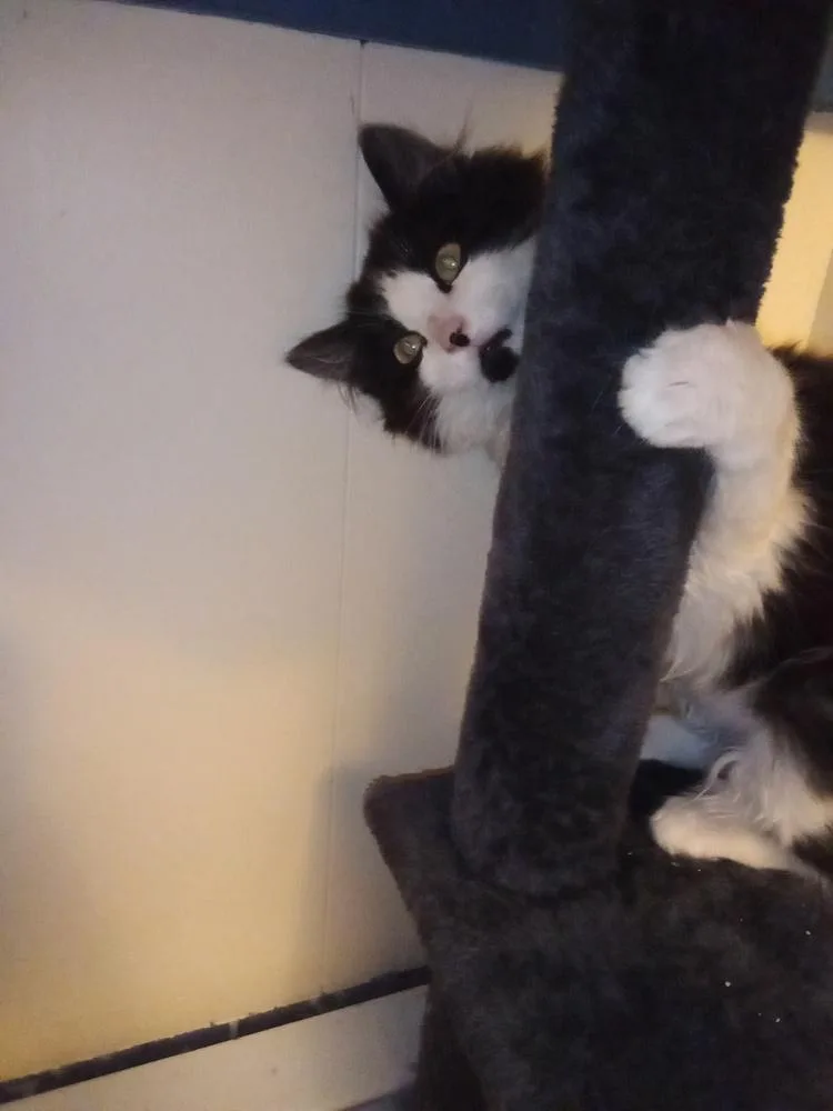 Maths: Fibonacci Part Of thumbnail 3