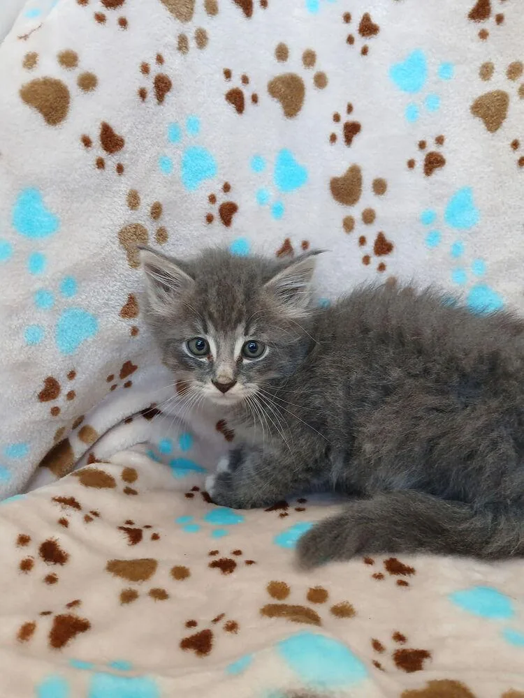 A baby small-sized male Domestic Long Hair cat named Fitz for adoption in Dickson, TN