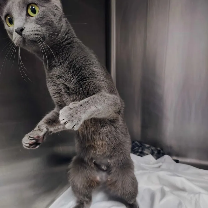 A young medium-sized female Gray / Blue / Silver Domestic Short Hair cat named Sapphire  Guys! for adoption in Davenport, IA