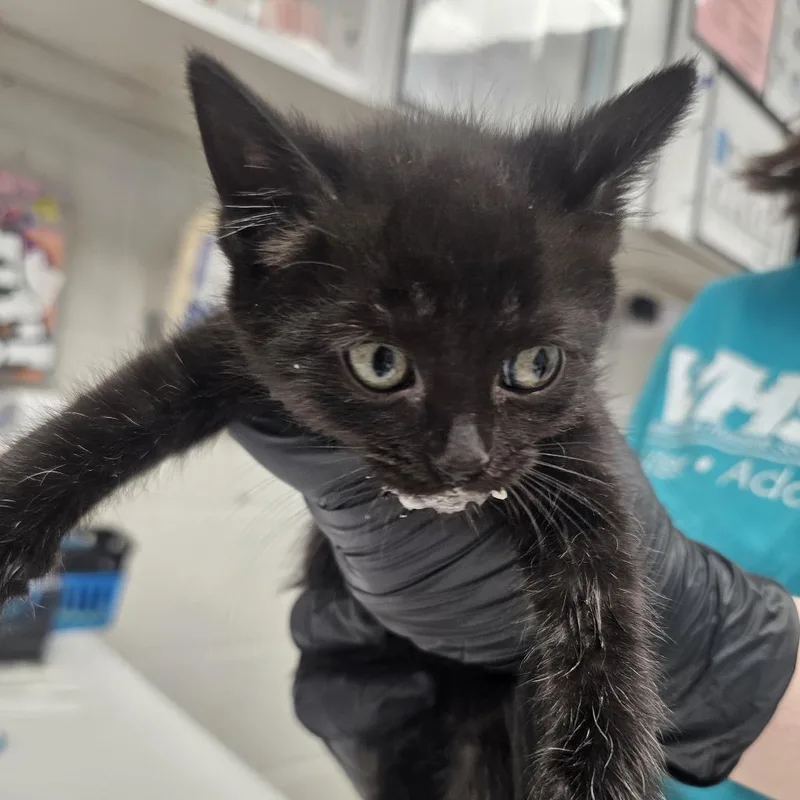A baby small-sized male Black Domestic Medium Hair cat named Tawny for adoption in Evansville, IN