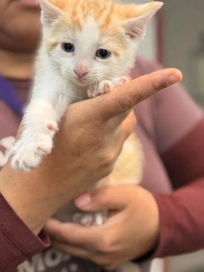 A baby small-sized male Domestic Short Hair cat named Nori for adoption in Memphis, TN