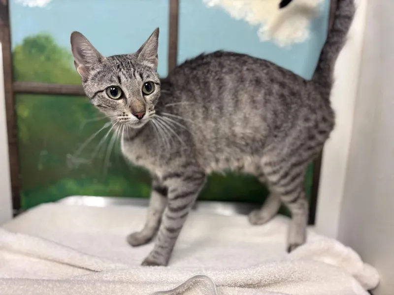 A young medium-sized female Domestic Short Hair cat named Bell for adoption in Houston, TX