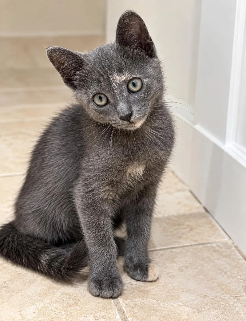 A baby small-sized female Domestic Short Hair cat named Chai for adoption in Long Beach, CA