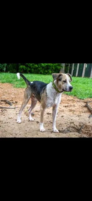 An adult medium-sized male Hound dog named Max for adoption in Franklin, TN