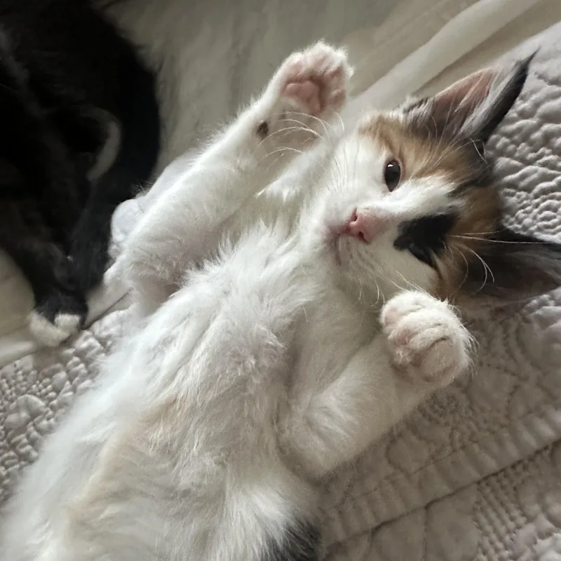 Elizabeth