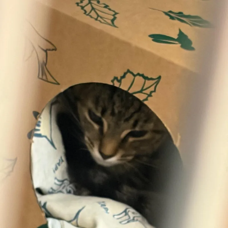 A young small-sized male Brown / Chocolate Domestic Short Hair cat named Robin for adoption in Ashtabula, OH