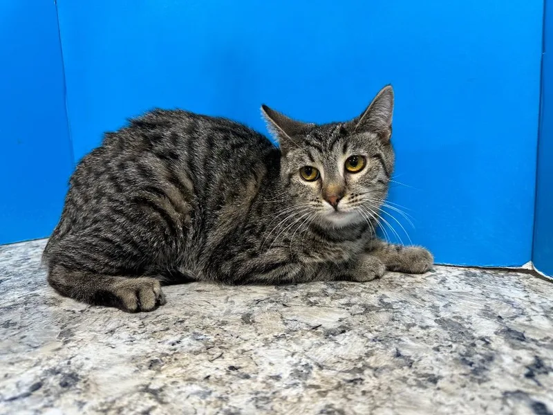 A young small-sized female Tabby cat named Ava for adoption in Powell, OH