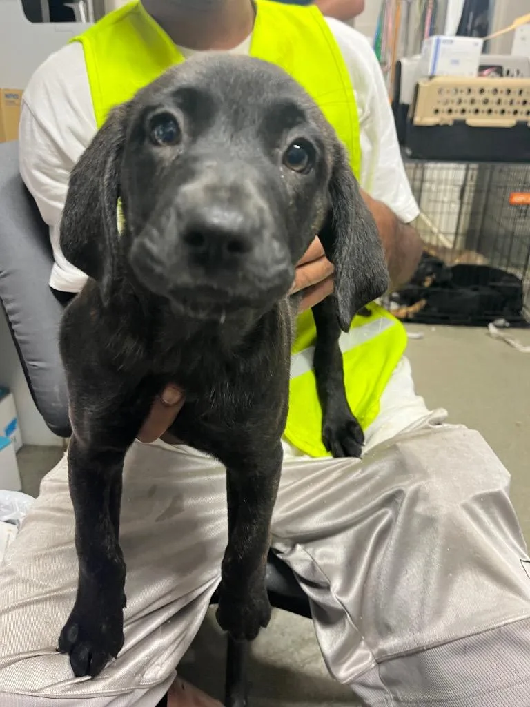 A baby medium-sized female Terrier dog named Clarice for adoption in Hopkinsville, KY