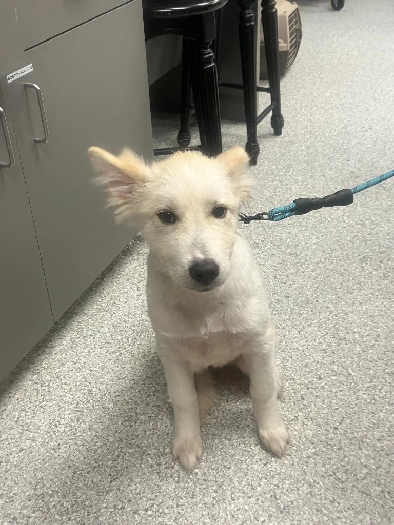 A young medium-sized male White / Cream Great Pyrenees dog named Teddy for adoption in Tyler, TX