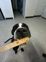 An adult medium-sized female Black Mixed Breed dog named Maeve for adoption in Potsdam, NY