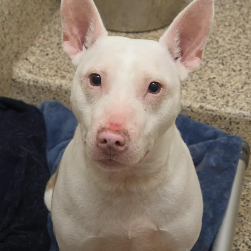 An adult medium-sized male White / Cream Mixed Breed dog named Cecil for adoption in Aiken, SC
