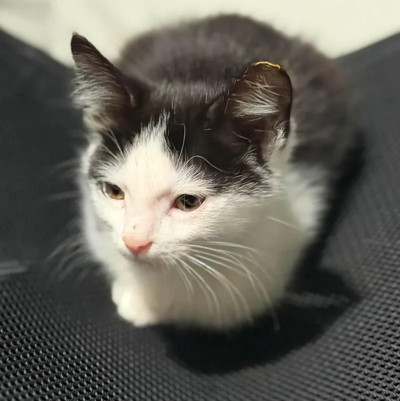 A baby medium-sized male White Domestic Short Hair cat named Jasper for adoption in Cleveland, OH