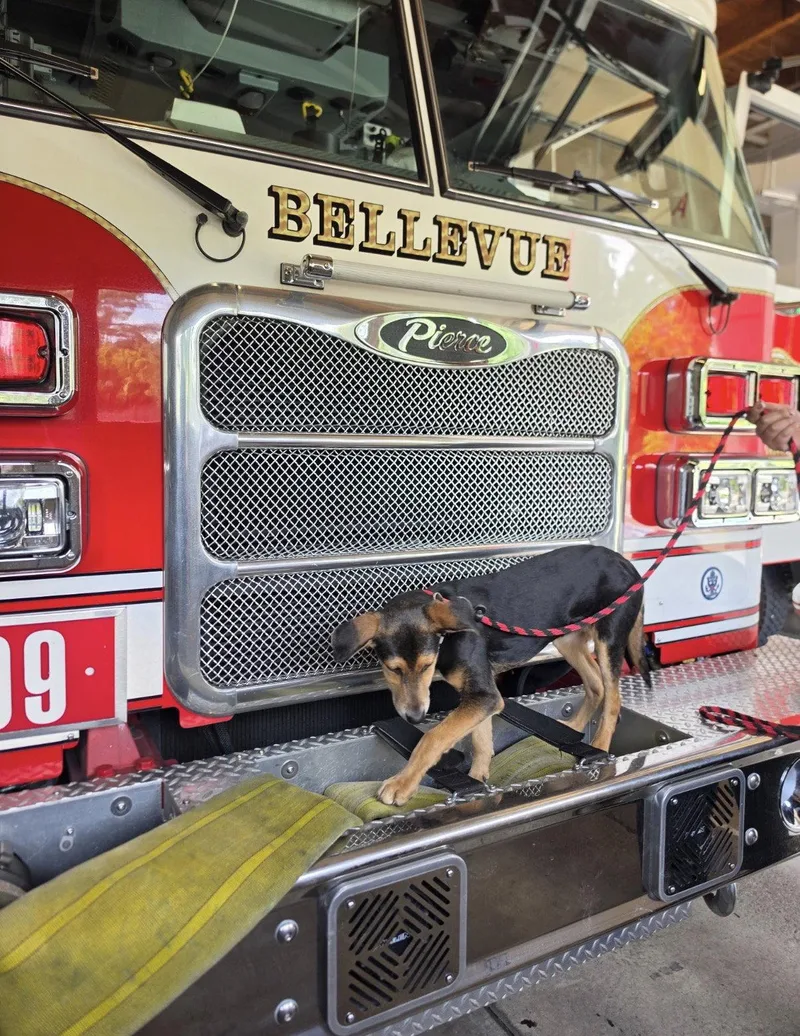 A baby medium-sized female Shepherd dog named Shasta for adoption in Bothell, WA