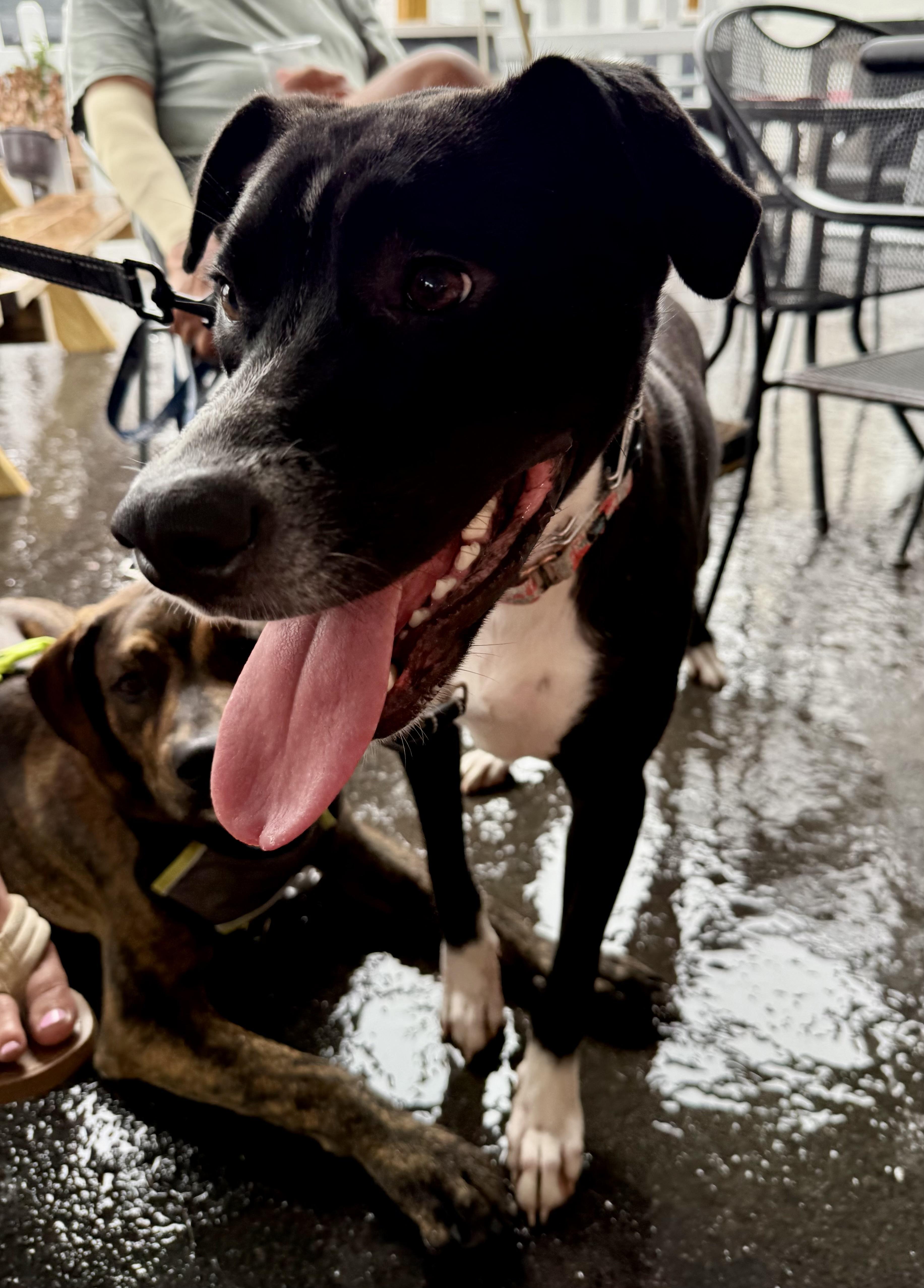 A young medium-sized male White / Cream Black Labrador Retriever dog named Poppy for adoption in Avondale, PA