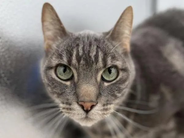 A senior small-sized male Domestic Short Hair cat named Chico for adoption in Portland, OR