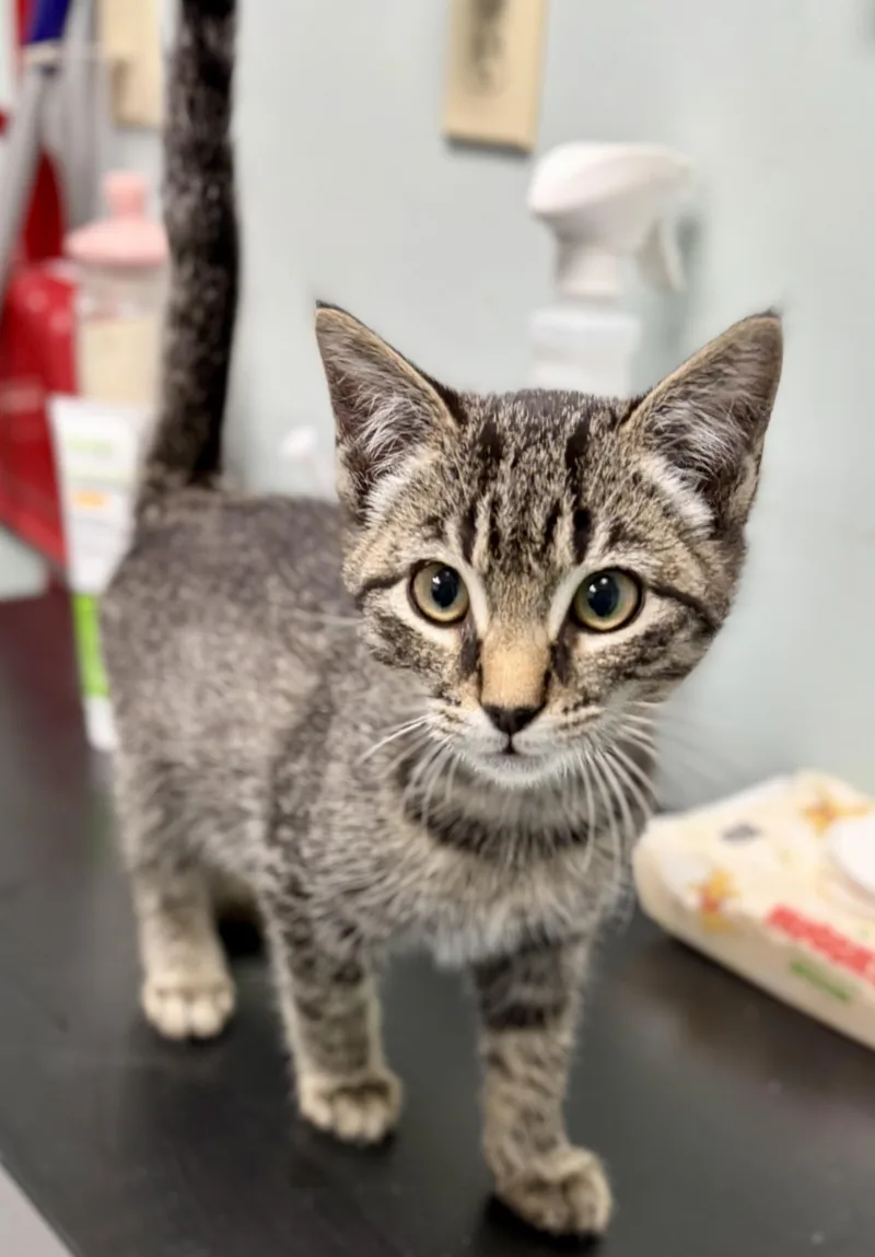 A baby medium-sized male Tabby (Brown / Chocolate) Domestic Short Hair cat named Critic for adoption in Bardstown, KY