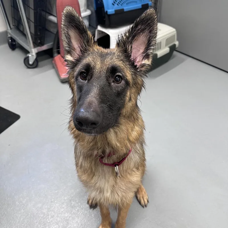 A young medium-sized female Black German Shepherd Dog dog named Iris for adoption in Mount Vernon, IN