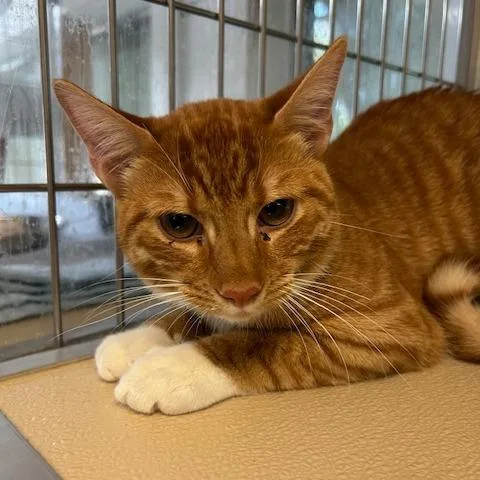 An adult medium-sized male Orange / Red Domestic Short Hair cat named Larry for adoption in Leander, TX
