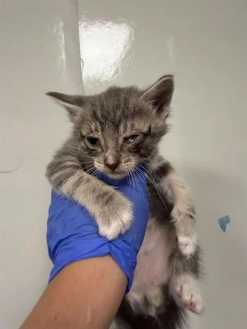 A baby small-sized male Domestic Long Hair cat named Jack for adoption in Ontario, CA