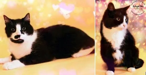 A senior large-sized male Black & White / Tuxedo Domestic Short Hair cat named Frankie for adoption in North Haledon, NJ