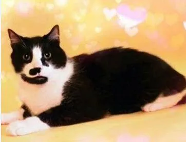 Frankie thumbnail 2