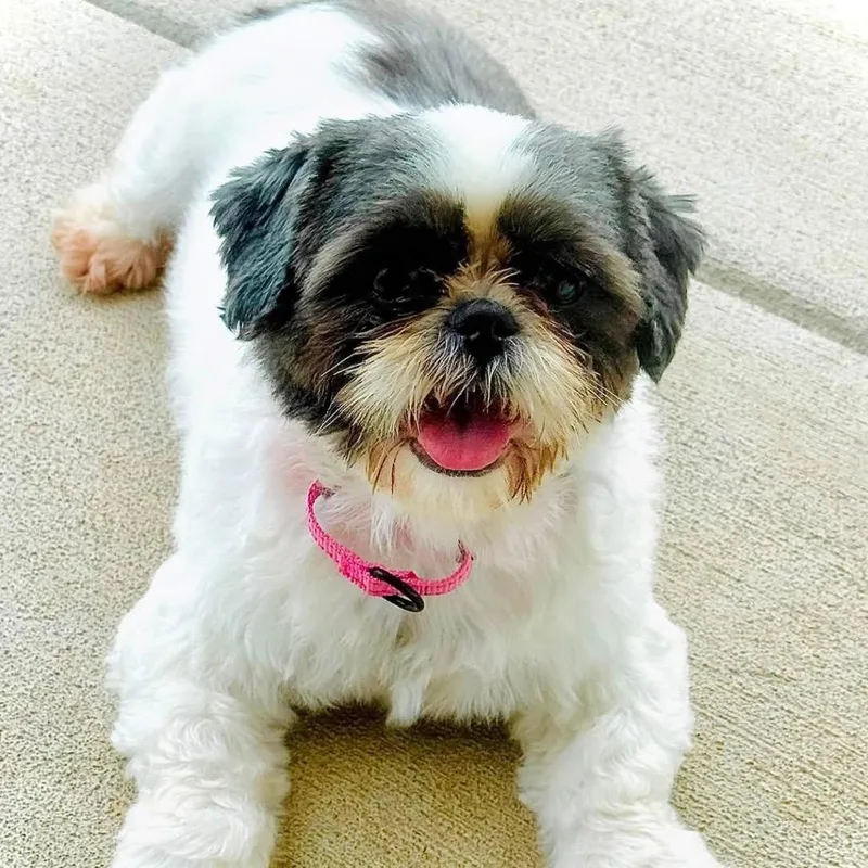 An adult small-sized female White / Cream Shih Tzu dog named Princess Sophia for adoption in Fredericksburg, VA