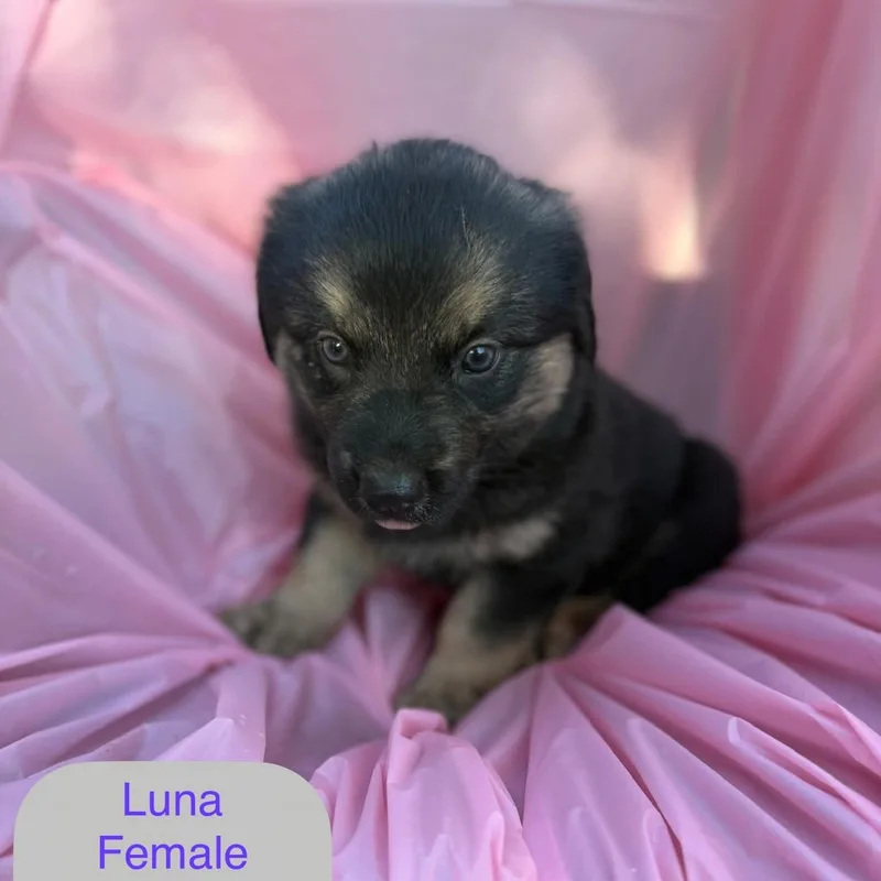 Luna