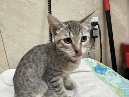 A baby small-sized male Domestic Short Hair cat named Zed for adoption in Honolulu, HI