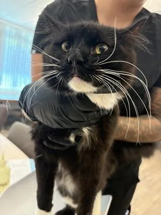 A young medium-sized male Domestic Medium Hair cat named Glenn for adoption in Palm Coast, FL