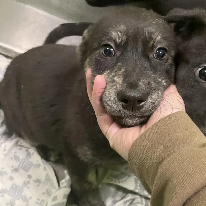 A baby small-sized female Black Labrador Retriever dog named Charlotte for adoption in Spokane, WA