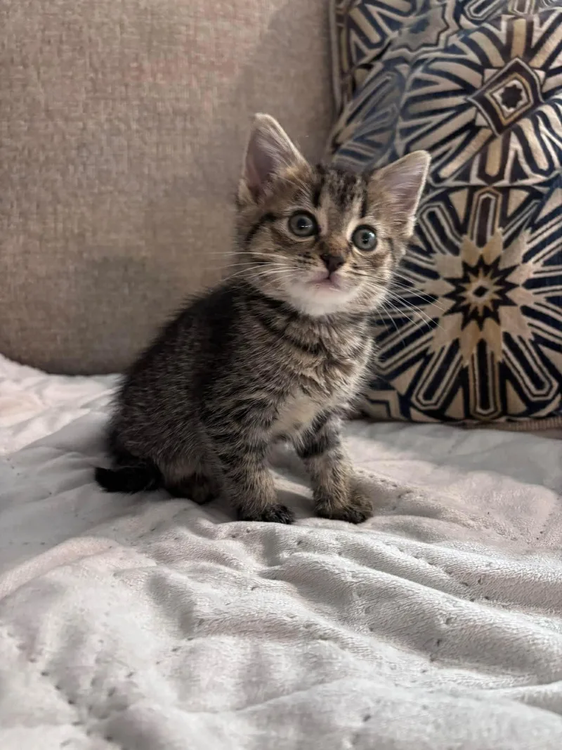 A baby medium-sized female Domestic Short Hair cat named Alice for adoption in Oakboro , NC