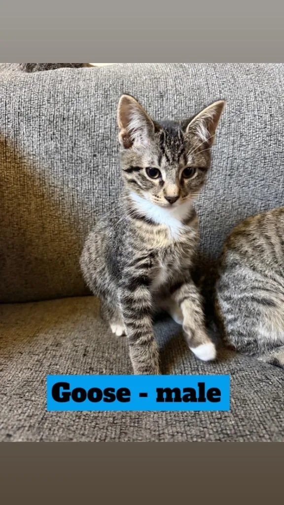 Goose