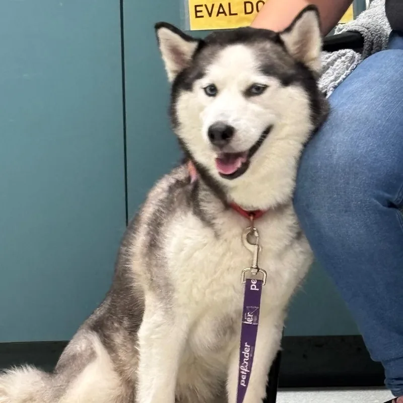 An adult medium-sized female Black Husky dog named Bella for adoption in Springfield, MA