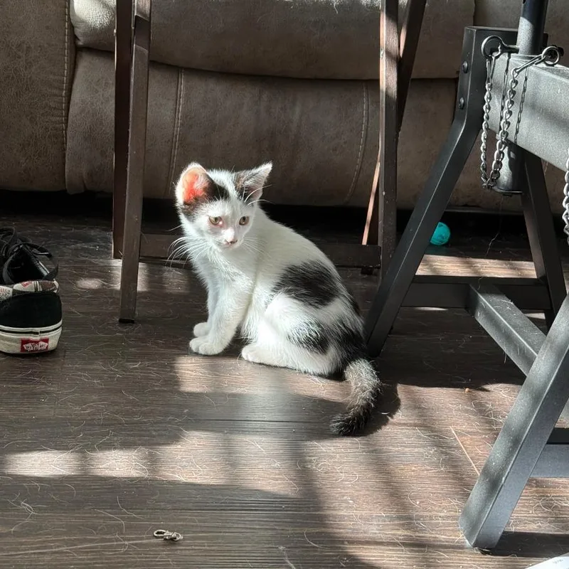 Tortellini thumbnail 2