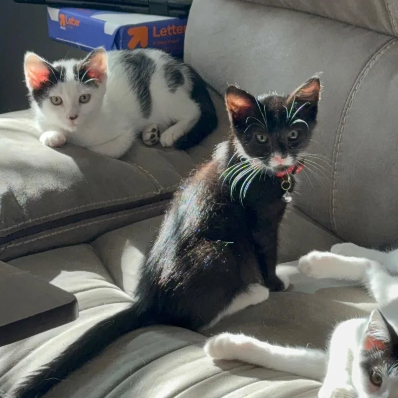 Tortellini thumbnail 3