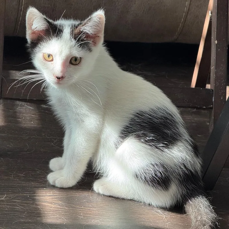 Tortellini thumbnail 4