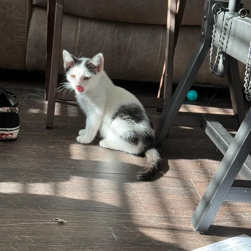 Tortellini thumbnail 5