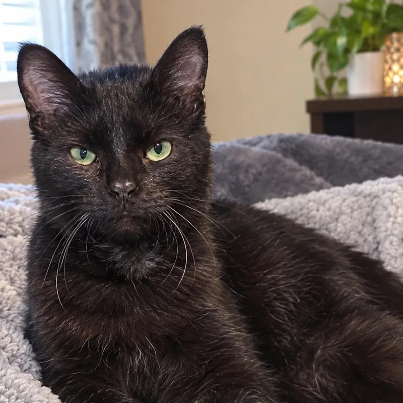 A baby small-sized male Black American Shorthair cat named Binx for adoption in Eufaula, AL